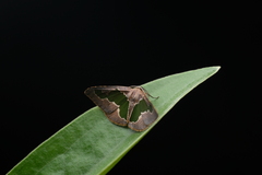 Celenna festivaria