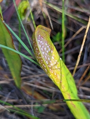 Sarracenia minor