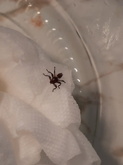 Hippoboscidae