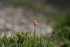 Indigofera sinusalgoae