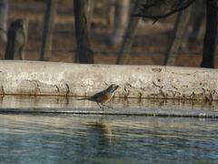 Saltatricula multicolor