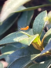 Zelus longipes