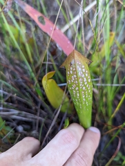 Sarracenia minor
