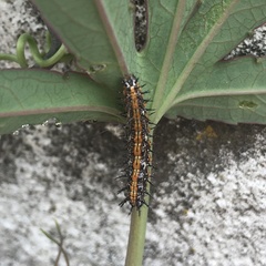 Dione vanillae maculosa