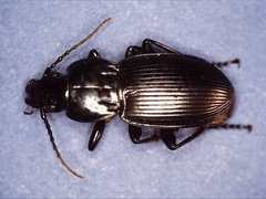 Pterostichus
