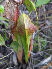 Sarracenia minor