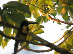 Pteroglossus torquatus