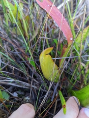 Sarracenia minor