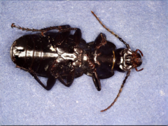 Pterostichus