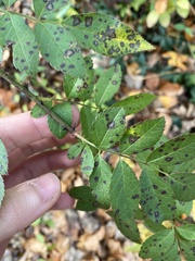 Diplocarpon