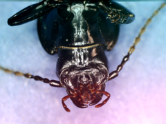 Pterostichus