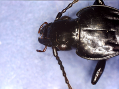 Pterostichus