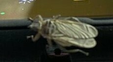 Hippoboscidae