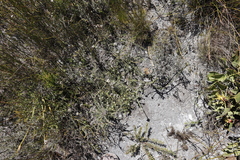 Metalasia humilis