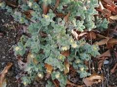 Delosperma echinatum