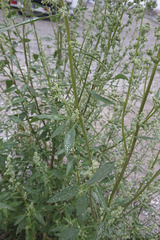 Chenopodium