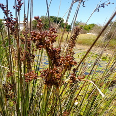 Juncus acutus