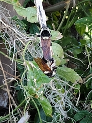 Mallophora bomboides