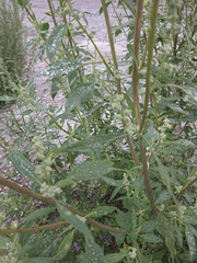 Chenopodium