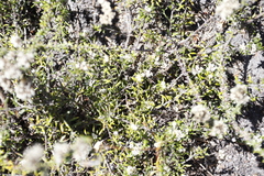 Metalasia humilis
