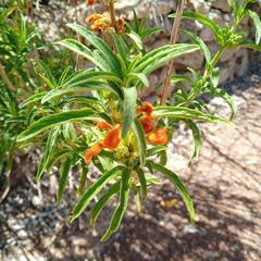 Leonotis leonurus