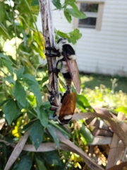 Mallophora bomboides