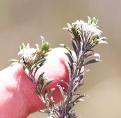 Metalasia humilis