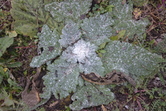 Salvia aethiopis