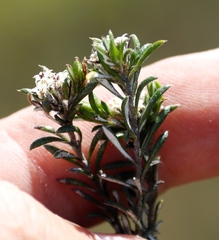 Metalasia humilis
