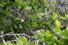 Bradypodion ventrale