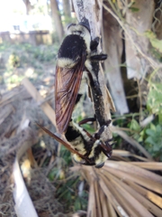 Mallophora bomboides