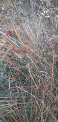 Juncus inflexus