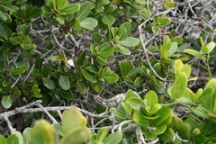 Bradypodion ventrale