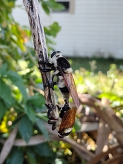 Mallophora bomboides