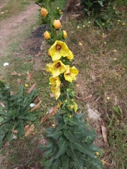 Verbascum virgatum
