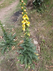 Verbascum virgatum