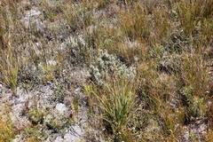 Grubbia tomentosa