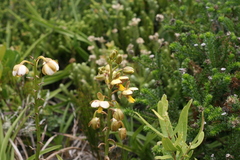 Eulophia parviflora
