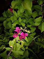 Bougainvillea glabra
