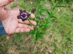 Verbena
