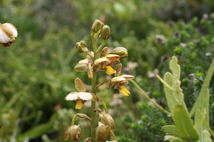 Eulophia parviflora
