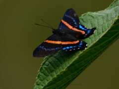 Ancyluris jurgensenii