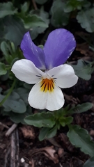 Viola tricolor