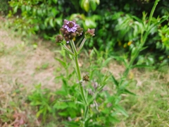 Verbena