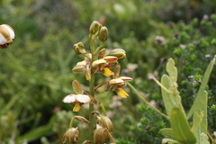 Eulophia parviflora