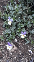 Viola tricolor