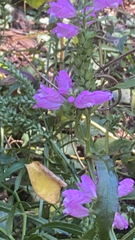 Physostegia virginiana