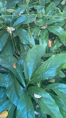 Helleborus orientalis