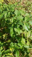 Bidens alba