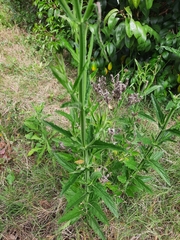 Verbena